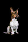 Jack-Russell-Terrier-Mischling