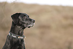 Labrador-Retriever-Mischling