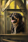 Berner-Sennenhund-Collie