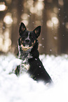 Australian-Cattle-Dog-Mischling