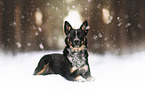 Australian-Cattle-Dog-Mischling