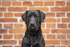 Labrador-Retriever-Mischling