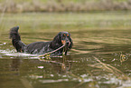 Cocker-Spaniel-Dackel