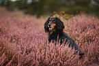 Cocker-Spaniel-Dackel