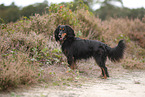 Cocker-Spaniel-Dackel