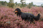 Cocker-Spaniel-Dackel