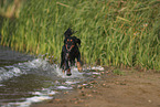 Cocker-Spaniel-Dackel