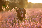 Golden-Retriever-Mischling