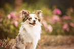 Miniature-Australian-Shepherd-Mix