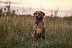 Louisiana-Catahoula-Leopard-Dog-Labrador-Mischling