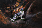 Australian-Shepherd-Border-Collie