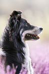 Australian-Shepherd-Mischling