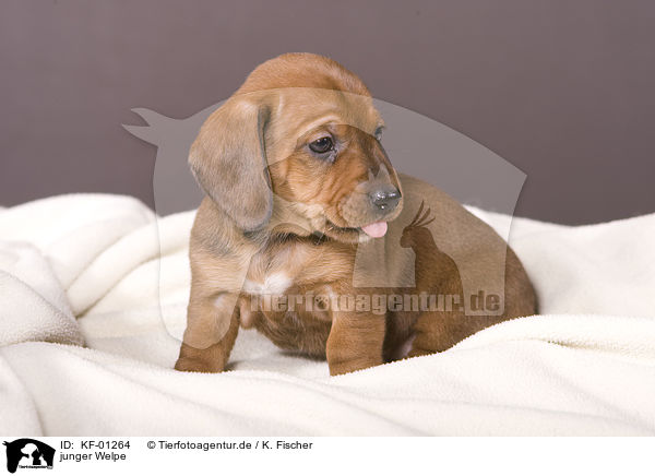 junger Welpe / young puppy / KF-01264