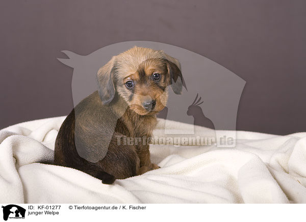 junger Welpe / young puppy / KF-01277