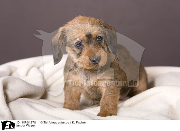 junger Welpe / young puppy / KF-01278