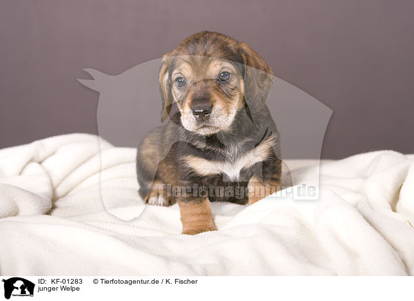 junger Welpe / young puppy / KF-01283