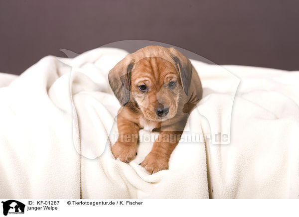 junger Welpe / young puppy / KF-01287