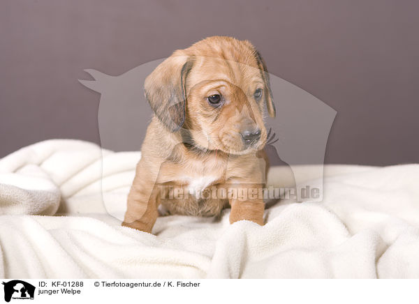 junger Welpe / young puppy / KF-01288