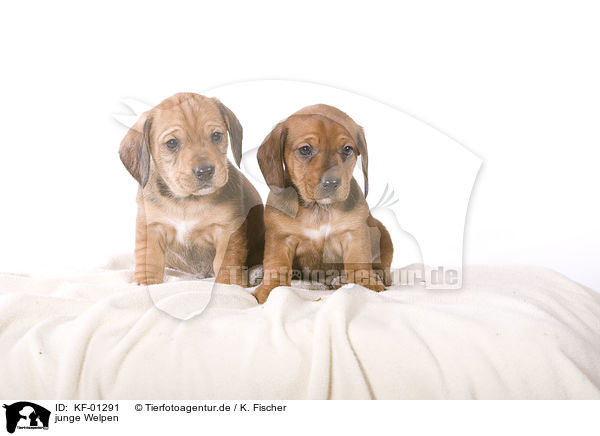 junge Welpen / young puppies / KF-01291
