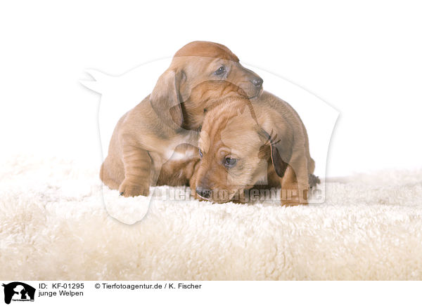 junge Welpen / young puppies / KF-01295