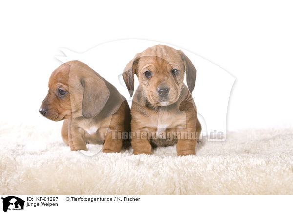 junge Welpen / young puppies / KF-01297