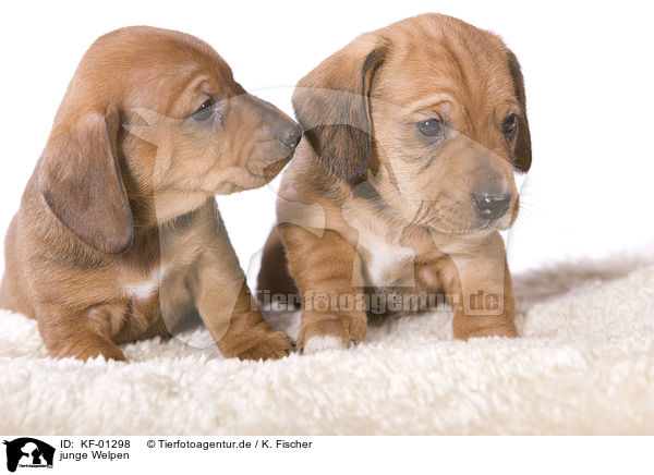 junge Welpen / young puppies / KF-01298