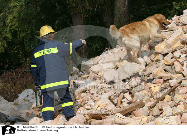 Rettungshund beim Training / RR-00478