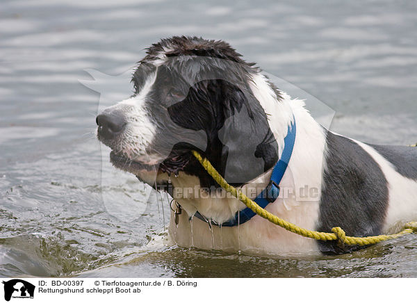 Rettungshund schleppt Boot ab / rescue dog with boat / BD-00397
