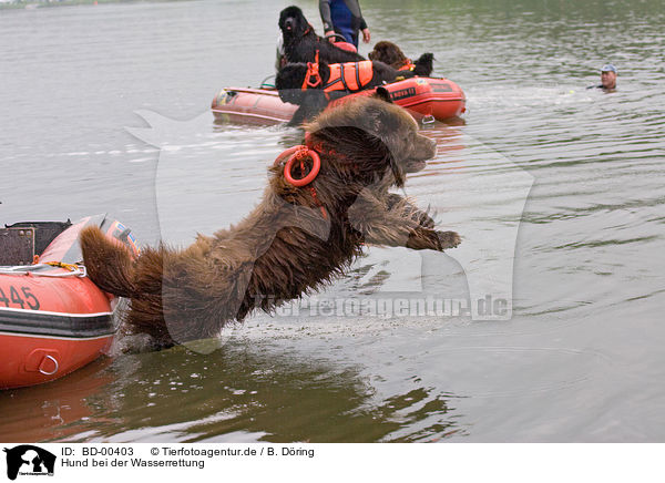 Hund bei der Wasserrettung / rescue dog / BD-00403