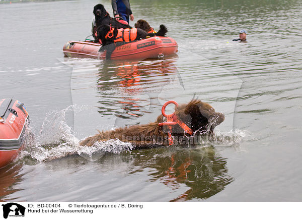Hund bei der Wasserrettung / rescue dog / BD-00404