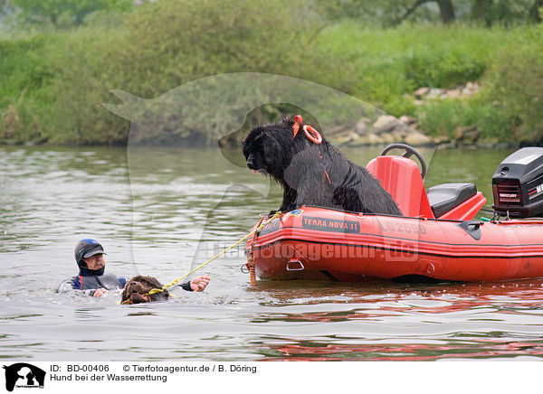 Hund bei der Wasserrettung / rescue dog / BD-00406