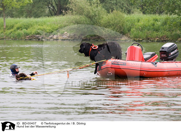 Hund bei der Wasserrettung / rescue dog / BD-00407