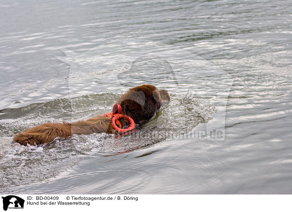 Hund bei der Wasserrettung / rescue dog / BD-00409