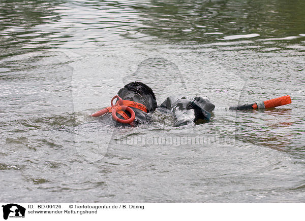 schwimmender Rettungshund / swimming rescue dog / BD-00426
