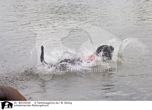 schwimmender Rettungshund / swimming rescue dog / BD-00429