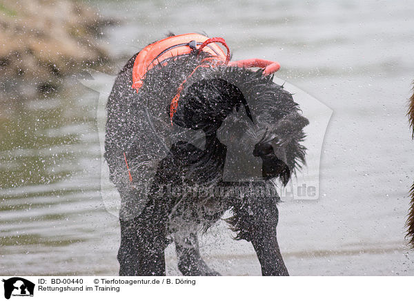 Rettungshund im Training / rescue dog / BD-00440