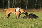 Rettungshund beim Training