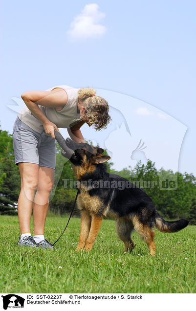 Deutscher Schferhund / German Shepherd / SST-02237