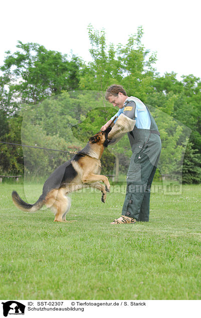 Schutzhundeausbildung / training protection dog / SST-02307