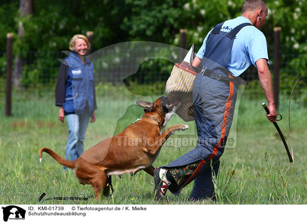 Schutzhundeausbildung / guard dog education / KMI-01739