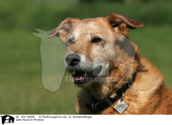 alter Hund im Portrait / old dog portrait / SS-14688