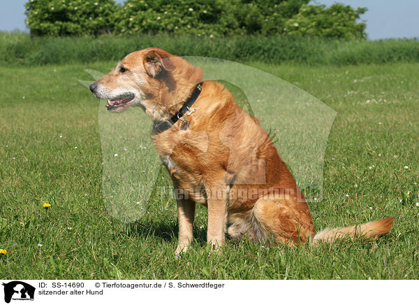 sitzender alter Hund / sitting old dog / SS-14690