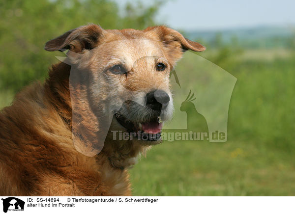 alter Hund im Portrait / old dog portrait / SS-14694