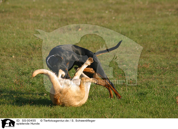 spielende Hunde / playing dogs / SS-00455