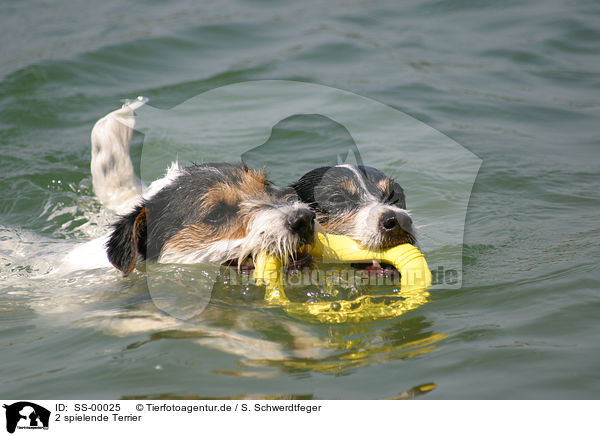 2 spielende Terrier / 2 playing Terrier / SS-00025