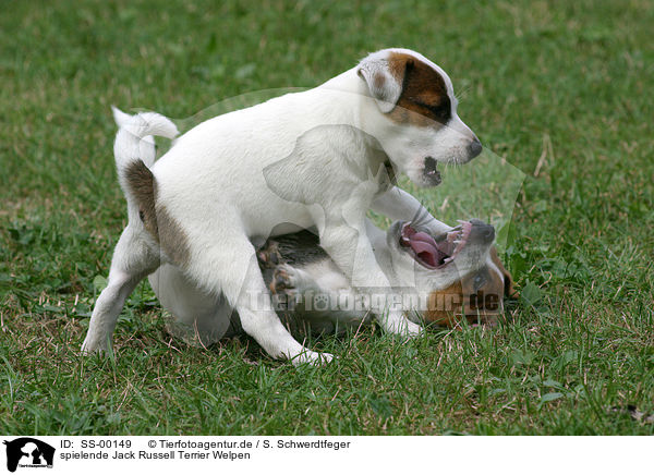 spielende Jack Russell Terrier Welpen / playing Jack Russell Terrier Puppies / SS-00149