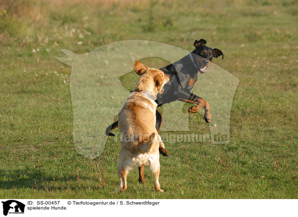 spielende Hunde / playing dogs / SS-00457