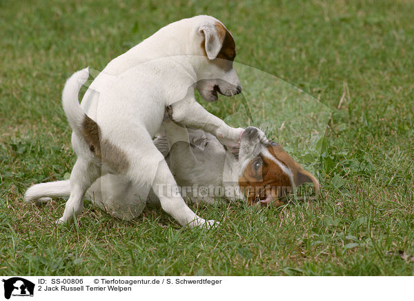 2 Jack Russell Terrier Welpen / SS-00806