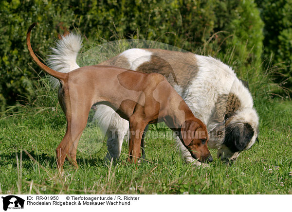Rhodesian Ridgeback & Moskauer Wachhund / RR-01950