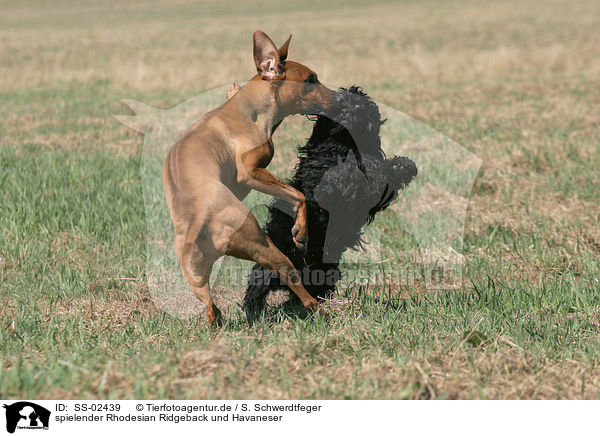 spielender Rhodesian Ridgeback und Havaneser / playing Rhodesian Ridgeback and Havanese / SS-02439